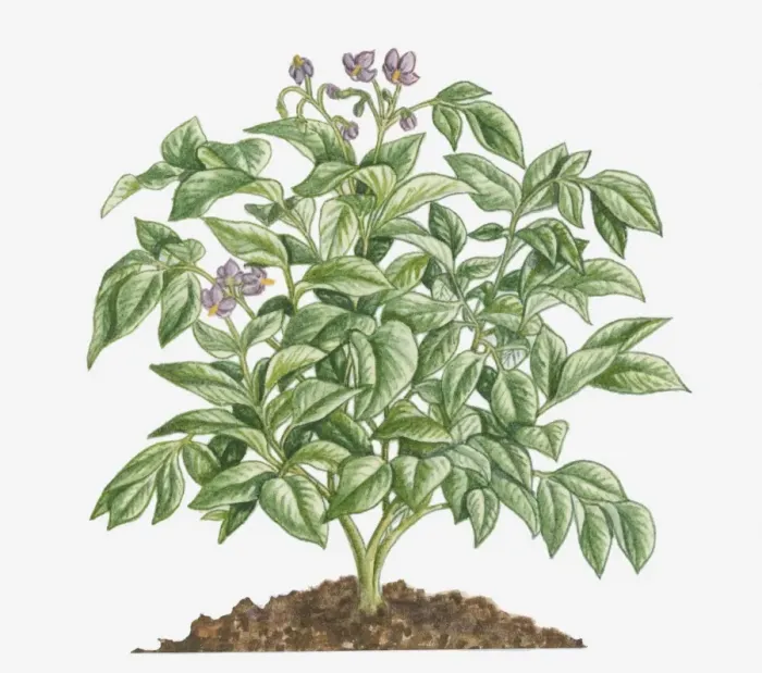 Framed Print : Illustration of Solanum tuberosum (Potato) bearing purple flowers with yellow stamen and green leaves Framed Print : Illustration of Solanum tuberosum (Potato) bearing purple flowers with yellow stamen and green leaves