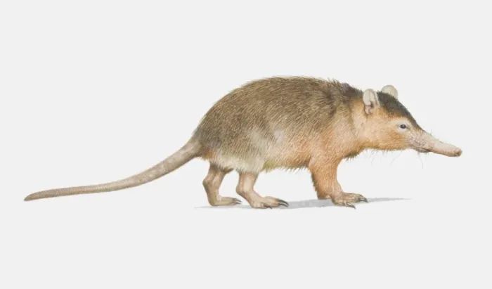 Framed Print : Illustration, Solenodon (Solenodon cubanus), side view