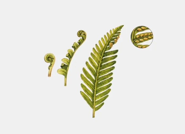 Framed Print : Illustration of sori and fronds of Polypodium fern