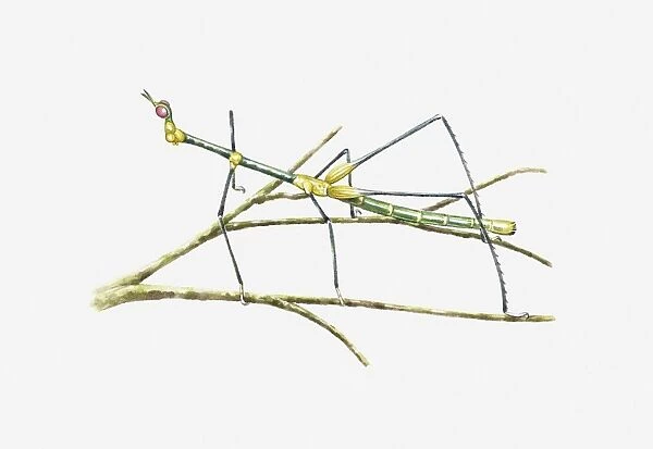 Illustration of South American Grasshopper resembling a stick insect on stem