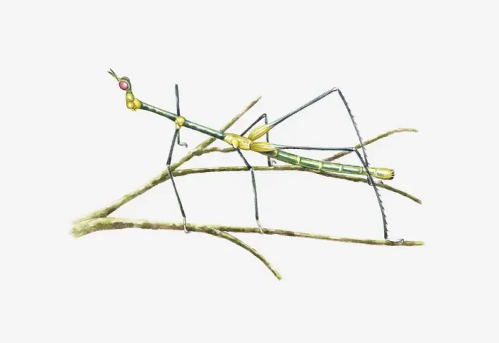 Framed Print : Illustration of South American Grasshopper resembling a stick insect on stem
