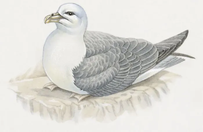 Framed Print : Illustration of Southern Fulmar (Fulmarus glacialoides) Framed Print : Illustration of Southern Fulmar (Fulmarus glacialoides)
