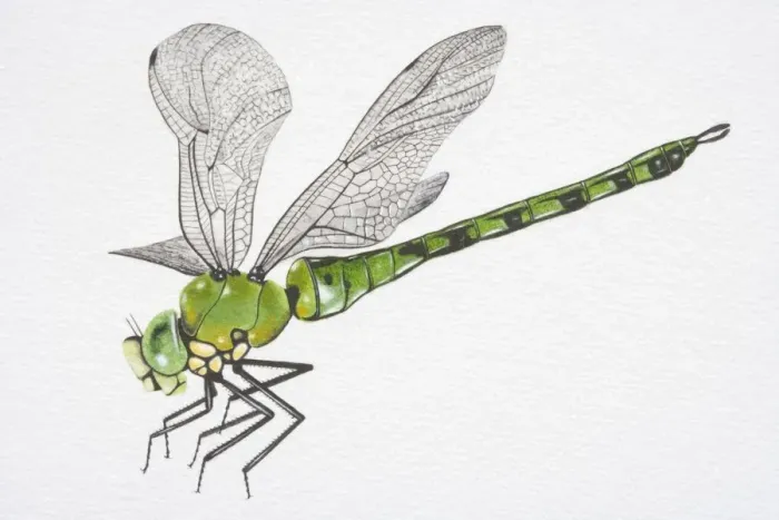 Framed Print : Illustration, Southern Hawker Dragonfly (aeshna cyanea), side view Framed Print : Illustration, Southern Hawker Dragonfly (aeshna cyanea), side view