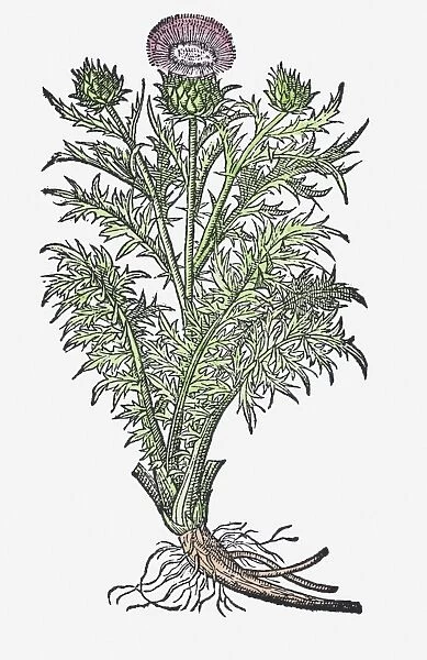 Illustration of a Spear thistle (Cirsium vulgare), flower, leaves, and roots
