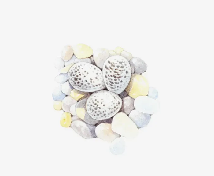 Framed Print : Illustration of speckled Ringed Plover (Charadrius hiaticula) eggs on pebble nest