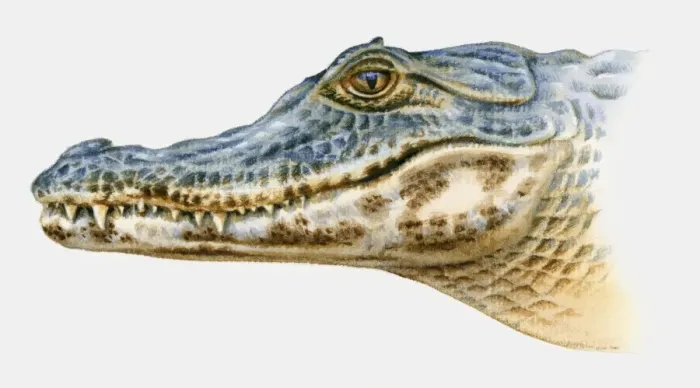 Framed Print : Illustration of Spectacled Caiman (Caiman crocodilus), profile Framed Print : Illustration of Spectacled Caiman (Caiman crocodilus), profile
