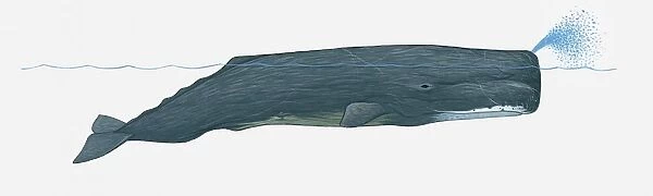 Illustration of Sperm Whale (Physeter macrocephalus) using blowhole on surface of water