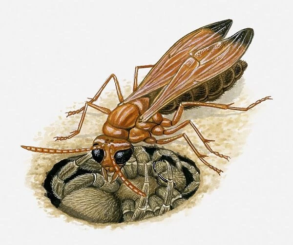 Illustration of Spider wasp injecting venom into spider in burrow