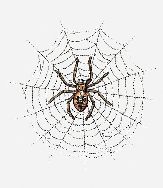 Illustration of spider in web