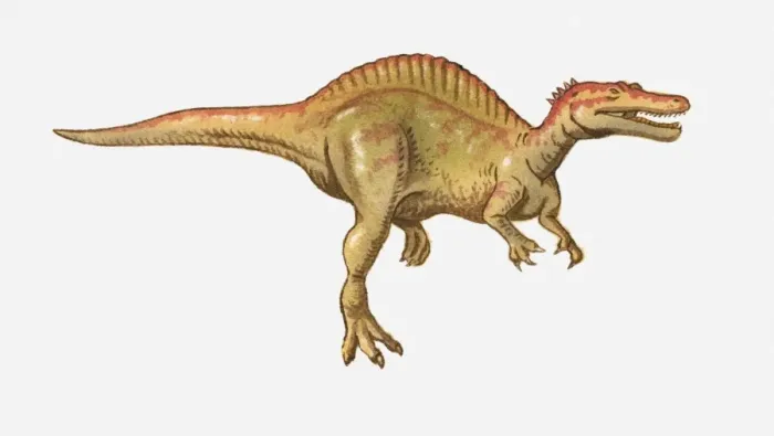 Framed Print : Illustration of a Spinosaurus, Cretaceous period Framed Print : Illustration of a Spinosaurus, Cretaceous period