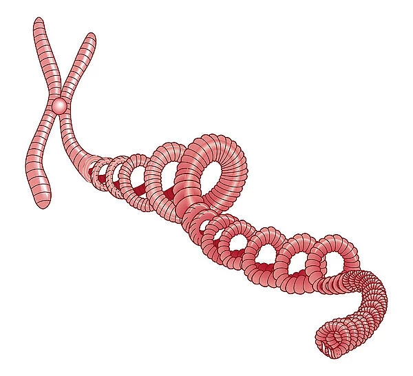 Illustration of spiral of DNA attached to chromosome