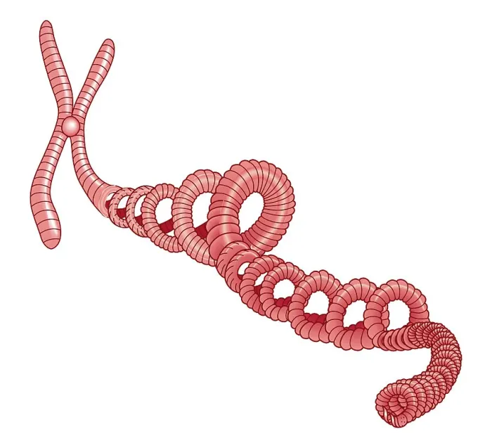 Framed Print : Illustration of spiral of DNA attached to chromosome Framed Print : Illustration of spiral of DNA attached to chromosome