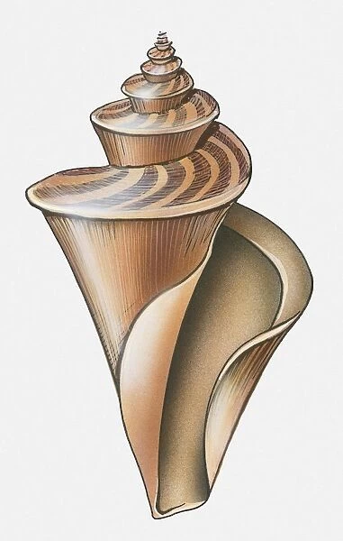 Illustration of spiral gastropoda shell