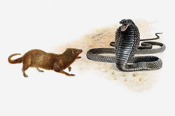 Illustration of a Spitting cobra (Naja sp. ) squirting jets of poison towards a small mammal