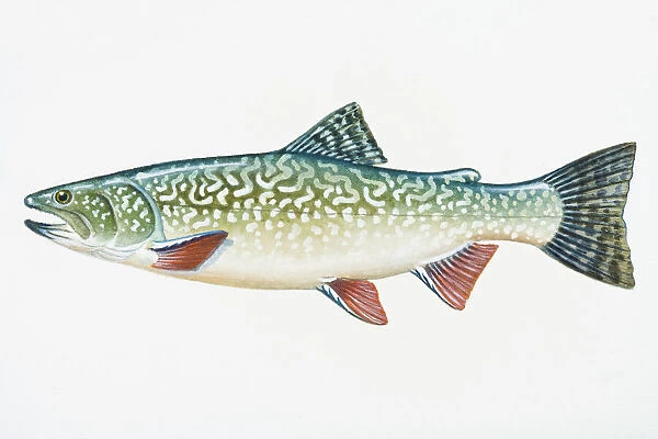 Illustration of Splake (Salvelinus namaycush X Salvelinus fontinalis), hybrid fish resulting from cross between female lake trout and male brook trout