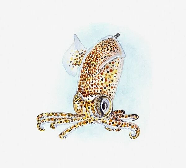 Illustration of spotted Cuttlefish underwater