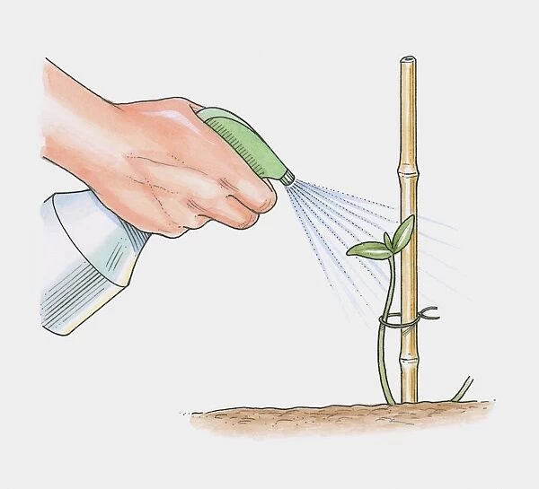 Illustration of spraying water over seedling attached to bamboo support