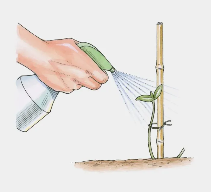 Framed Print : Illustration of spraying water over seedling attached to bamboo support Framed Print : Illustration of spraying water over seedling attached to bamboo support