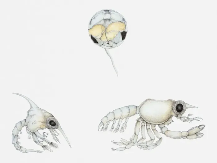 Framed Print : Illustration of stages in the life cycle of a crab, showing egg, zoea, and megalopa Framed Print : Illustration of stages in the life cycle of a crab, showing egg, zoea, and megalopa