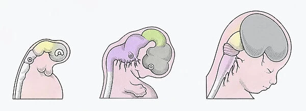 Illustration of three stages of Neurogenesis responsible for populating growth of brain in human embryo