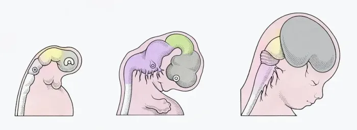 Framed Print : Illustration of three stages of Neurogenesis responsible for populating growth of brain in human embryo