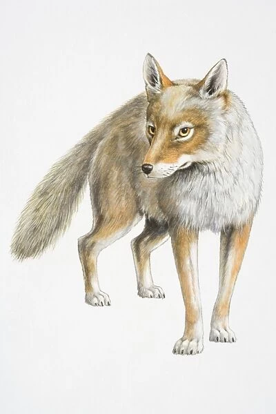 Illustration, standing Coyote (Canis latrans), front view