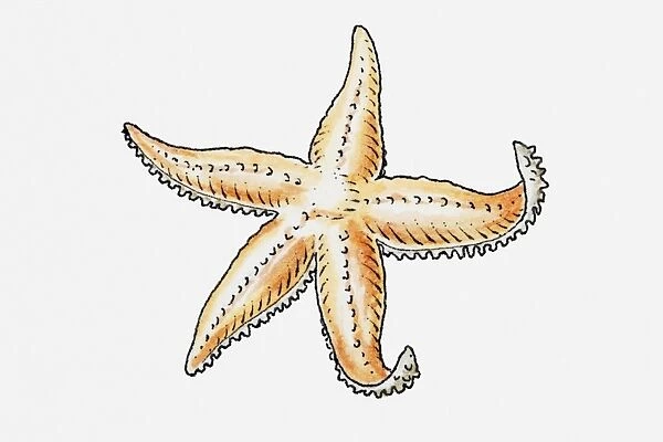 Illustration of a starfish