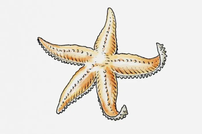 Framed Print : Illustration of a starfish Framed Print : Illustration of a starfish