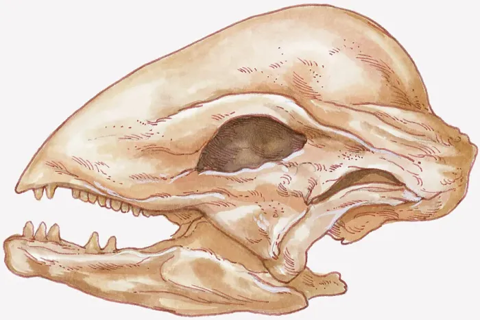 Framed Print : Illustration of Stegoceras skull showing thick, rounded top of head Framed Print : Illustration of Stegoceras skull showing thick, rounded top of head