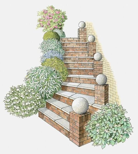 Illustration of steps flanked by rounded plants