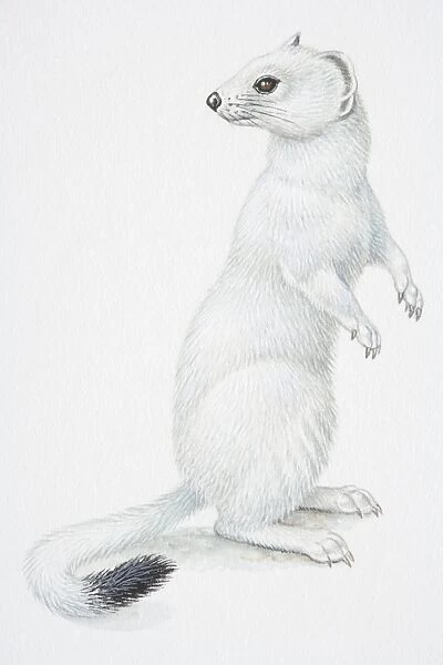 Illustration, Stoat or Ermine (Mustela erminea) standing on hind legs and turning its head back to look behind it, side view