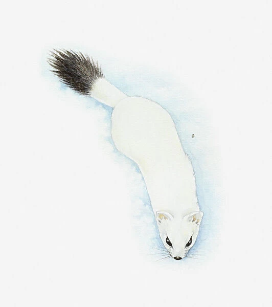 Illustration of Stoat (Mustela erminea) in white winter fur with black tip to tail
