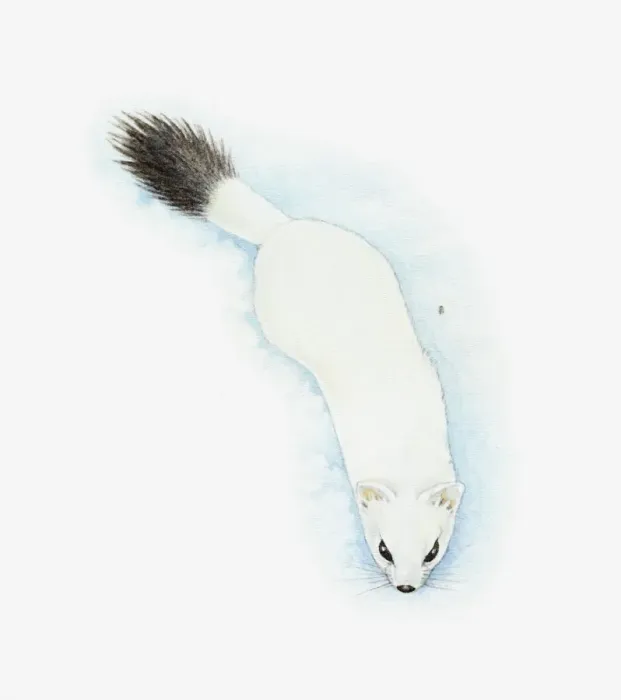 Framed Print : Illustration of Stoat (Mustela erminea) in white winter fur with black tip to tail Framed Print : Illustration of Stoat (Mustela erminea) in white winter fur with black tip to tail