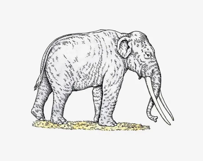 Framed Print : Illustration of Straight-tusked Elephant (Palaeoloxodon antiquus) from Pleistocene epoch Framed Print : Illustration of Straight-tusked Elephant (Palaeoloxodon antiquus) from Pleistocene epoch