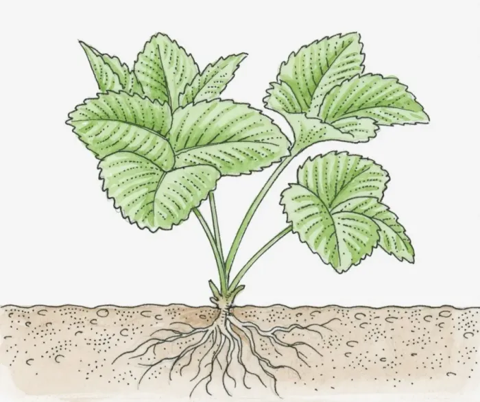 Framed Print : Illustration of strawberry plant with roots Framed Print : Illustration of strawberry plant with roots