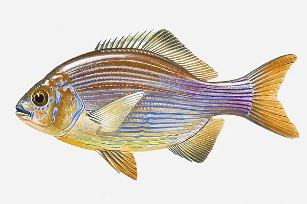 Illustration of Striped Seaperch (Embiotoca lateralis) fish