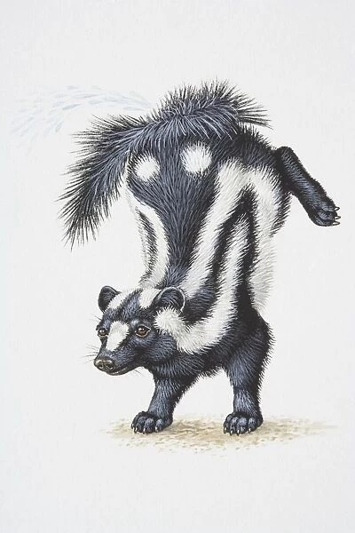 Illustration, Striped Skunk (Mephitis mephitis) standing on forelegs with its hind legs thrown up in the air, side view