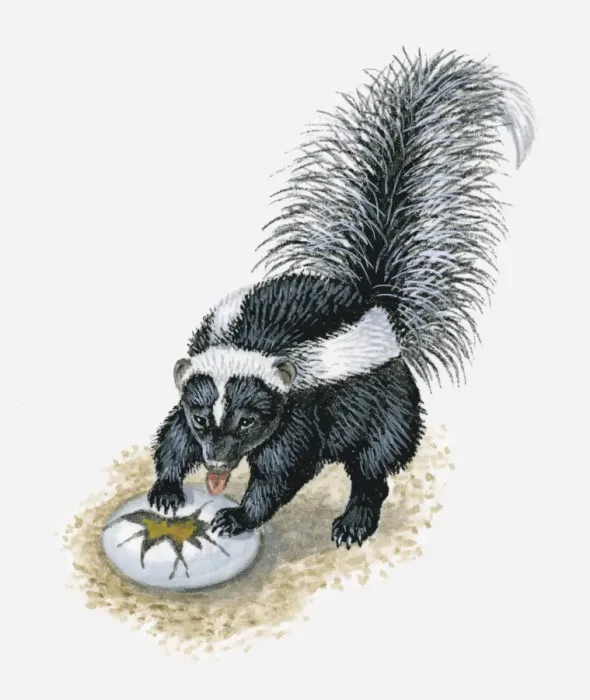 Framed Print : Illustration of Striped Skunk (Mephitis mephitis) licking yoke from broken birds egg Framed Print : Illustration of Striped Skunk (Mephitis mephitis) licking yoke from broken birds egg