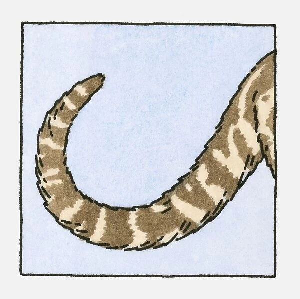 Illustration of stripy cat tail