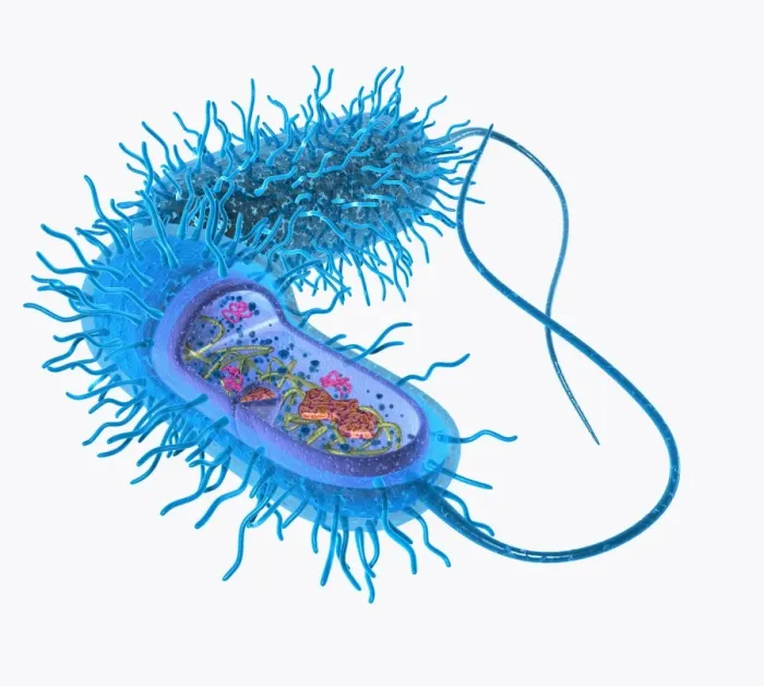 Framed Print : Illustration of structure of a bacterium Framed Print : Illustration of structure of a bacterium