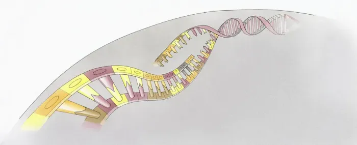 Framed Print : Illustration of structure of human Deoxyribonucleic acid (DNA) Framed Print : Illustration of structure of human Deoxyribonucleic acid (DNA)