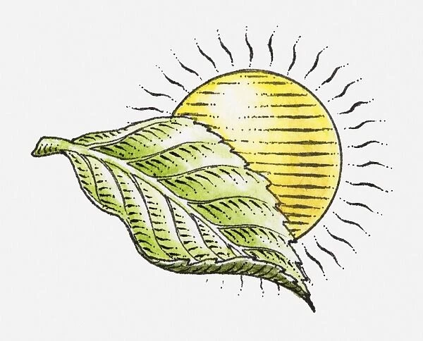Illustration of sun and green leaf