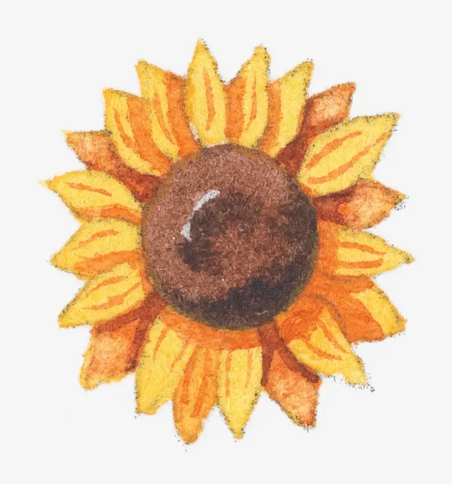 Framed Print : Illustration of a sunflower Framed Print : Illustration of a sunflower