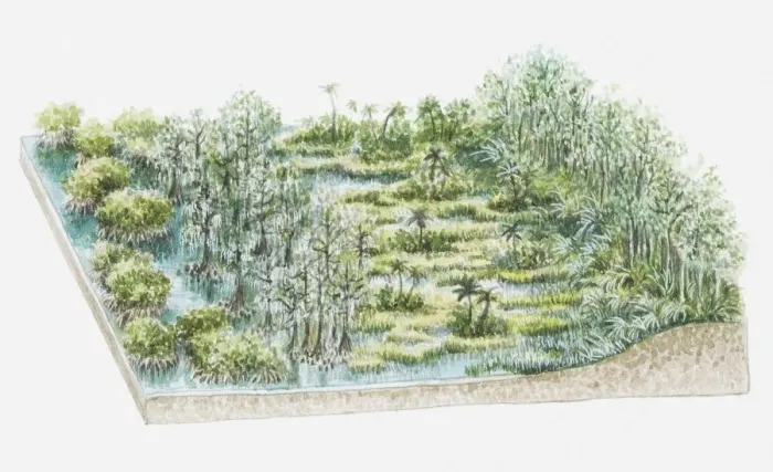 Framed Print : Illustration of swamp flora containing Taxodium distichum (Stunted bald cypress), sawgrass and mangroves Framed Print : Illustration of swamp flora containing Taxodium distichum (Stunted bald cypress), sawgrass and mangroves