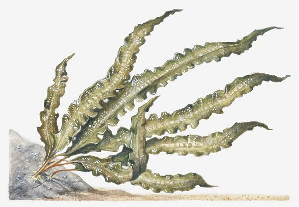 Illustration of Sweet Wrack (Laminaria saccharina) seaweed attached to rock underwater