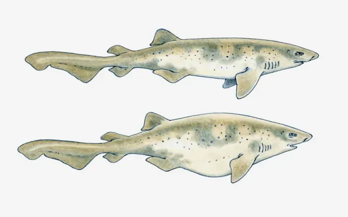 Framed Print : Illustration of a Swell shark (Cephaloscyllium ventriosum) showing normal body shape and with inflated stomach, to enlarge its size for protection Framed Print : Illustration of a Swell shark (Cephaloscyllium ventriosum) showing normal body shape and with inflated stomach, to enlarge its size for protection