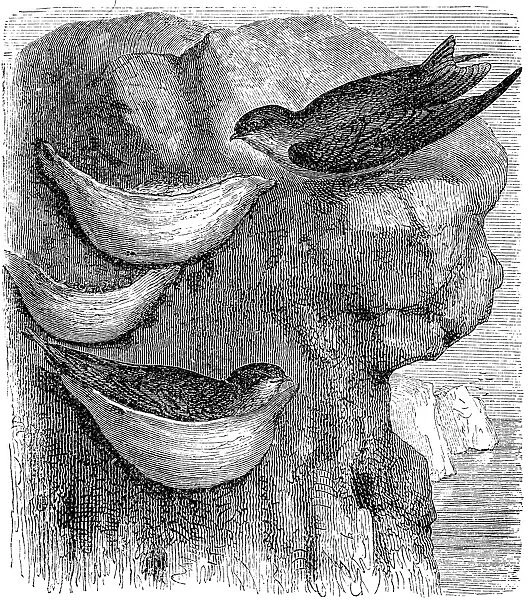 Swift. illustration of a Swift nest