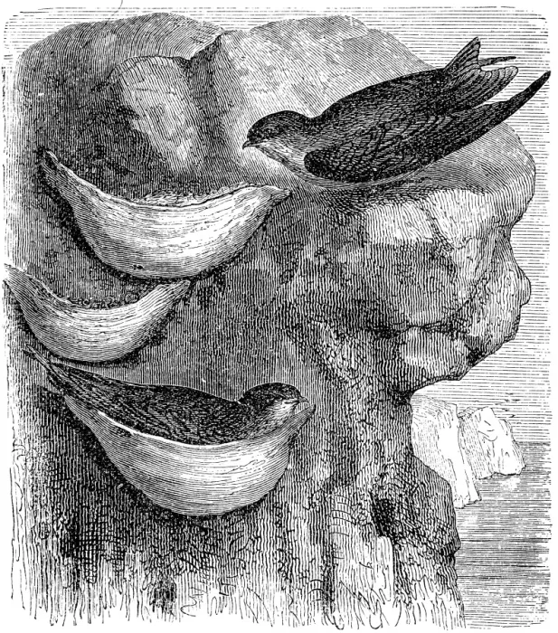Framed Print : Swift. illustration of a Swift nest Framed Print : Swift. illustration of a Swift nest