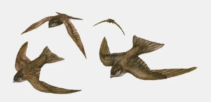 Framed Print : Illustration of four Swifts (Apus apus) in flight Framed Print : Illustration of four Swifts (Apus apus) in flight