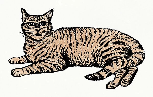 Illustration of tabby cat